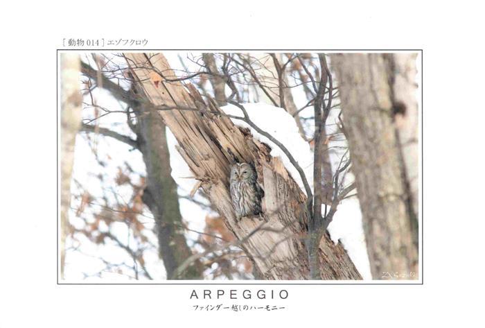 Eule Owl Hibou Chouette-- Arpeggio