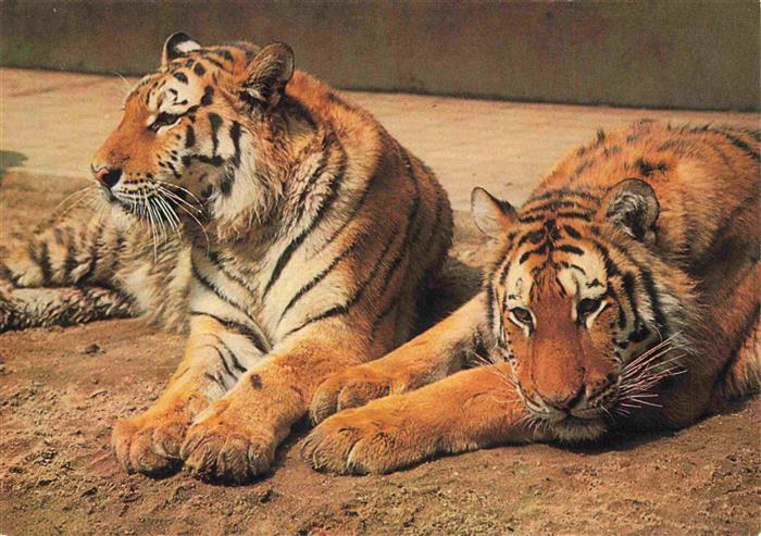 Zoo Gardin Zoologique-- Karlsruhe Siebirische Tiger