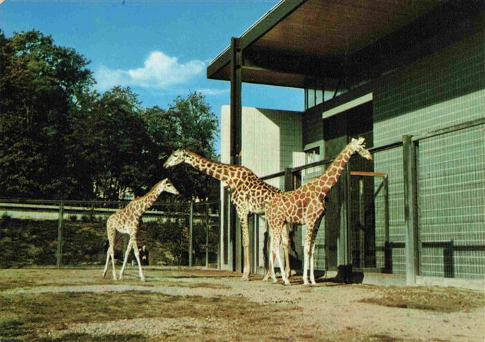 Zoo Gardin Zoologique-- Karlsruhe Giraffen