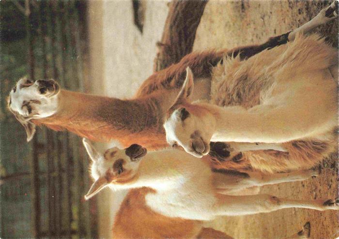 Zoo Gardin Zoologique-- Karlsruhe Lama