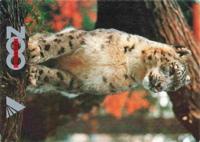 Zoo Gardin Zoologique-- Karlsruhe Schneeleopard