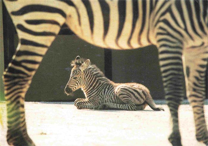 Zoo Gardin Zoologique-- Karlsruhe Zebra