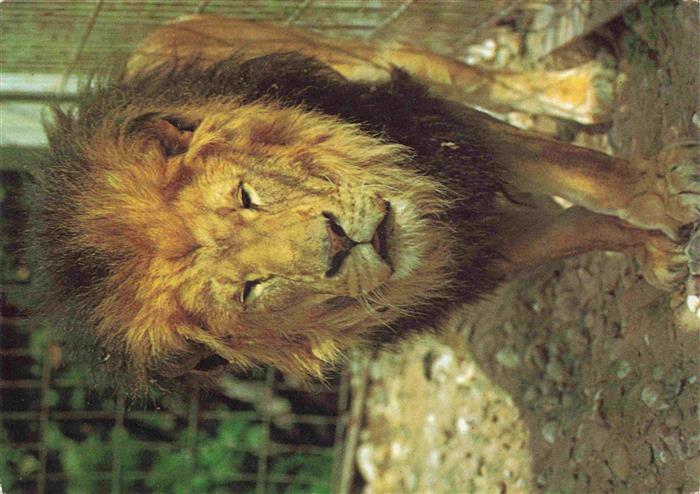 Zoo Gardin Zoologique-- Karlsruhe Loewe Leo