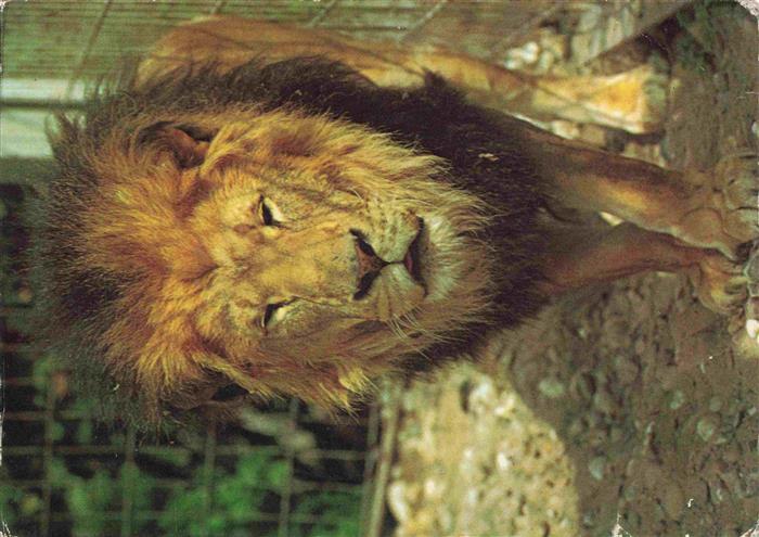 Zoo Gardin Zoologique-- Karlsruhe Loewe