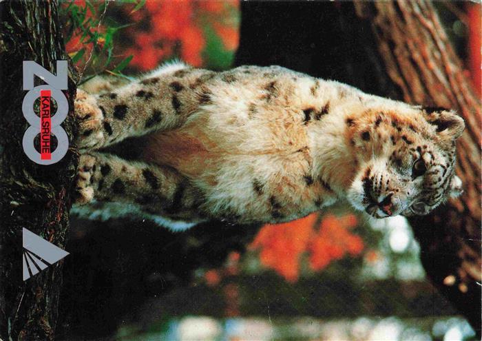 Zoo Gardin Zoologique-- Karlsruhe Schneeleopard