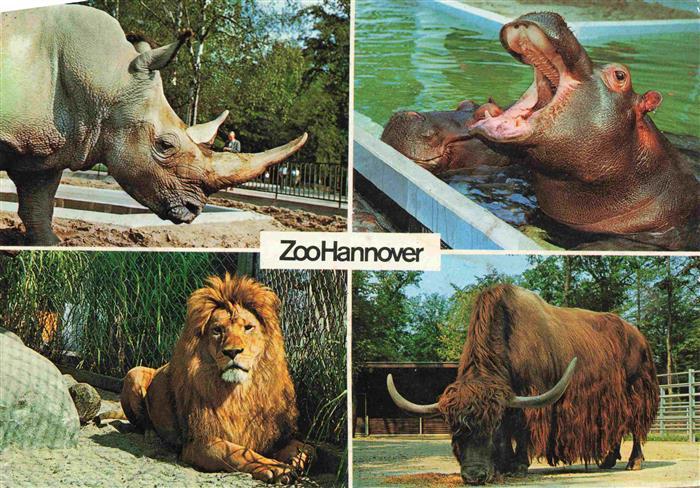 Zoo Gardin Zoologique-- Hannover Nashorn Loewe Yak Flusspferd