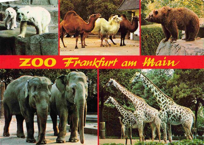 Zoo Gardin Zoologique-- Frankfurt a. M. Giraffe Elefant Braunbaer Eisbaer Kamel