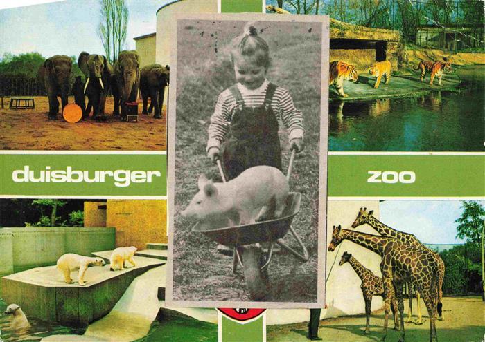Zoo Gardin Zoologique-- Duisburg Schwein Giraffe Elefant Eisbaer Tieger