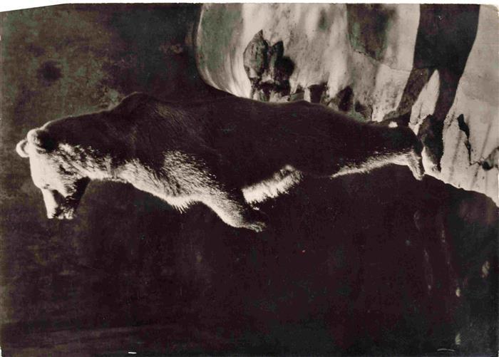 Zoo Gardin Zoologique-- Landau Pfalz Braunbaer