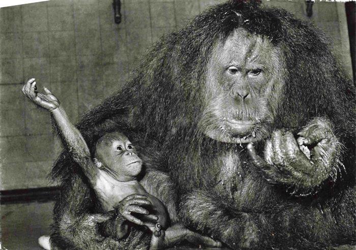 Zoo Gardin Zoologique-- Basel Orang Utan Baby Freemann