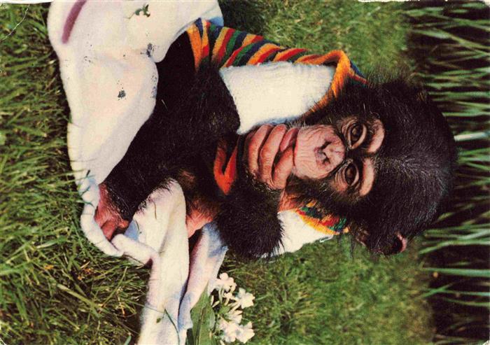 Affen Monkeys Singes Monos Scimmie-- Baby Zoo Wingst