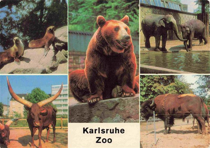 Zoo Gardin Zoologique-- Karlsruhe Seeloewen Watussi Rinder Braunbaer Elefanten B