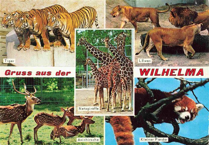 Zoo Gardin Zoologique-- Wilhelma Stuttgart Giraffe Axishirsch Pandar  Loewe Tige