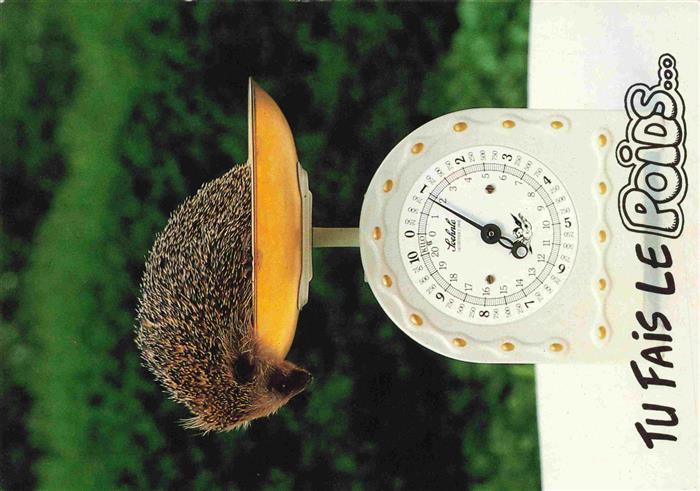 IGEL Hedgehog Herisson Erizo-- Waage Poids