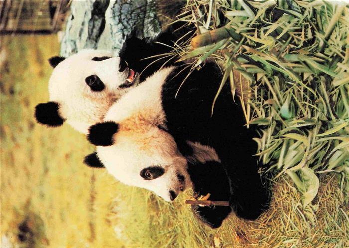Zoo Gardin Zoologique-- Berlin Panda Paar