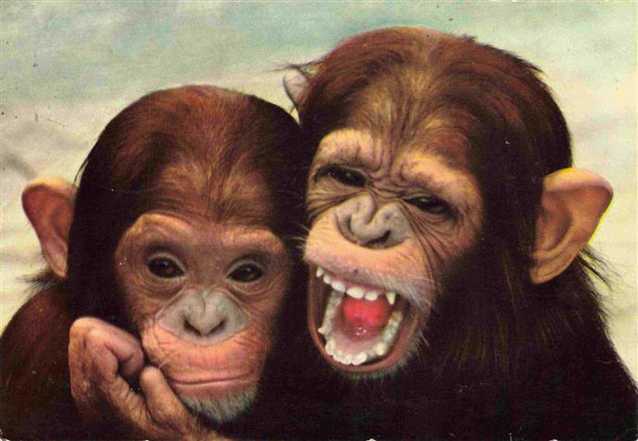 Zoo Gardin Zoologique-- Frankfurt Junge Schimpansen