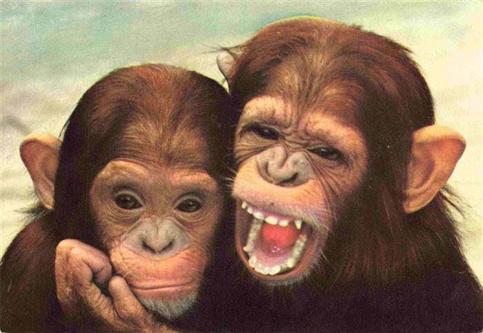 Zoo Gardin Zoologique-- Frankfurt Junge Schimpansen