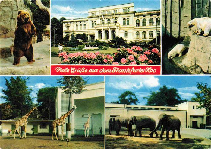 Zoo Gardin Zoologique-- Frankfurt Giraffe Elefant Braun Baer Eisbaer