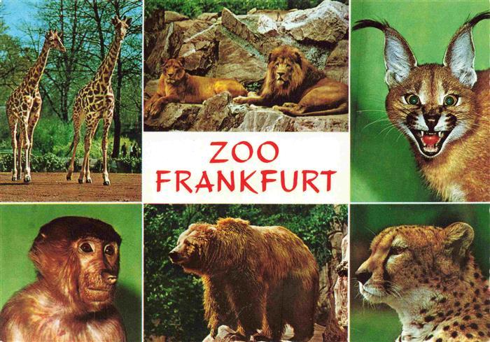 Zoo Gardin Zoologique-- Frankfurt Braun Baer Giraffe Affe Wild Katze Leopard Loe