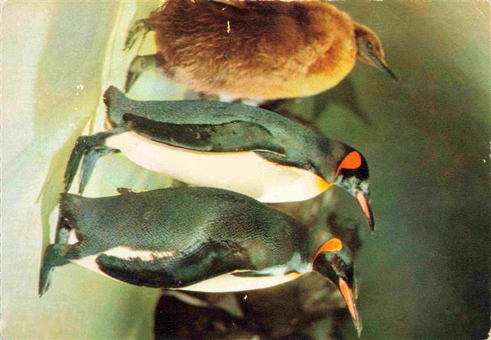 Zoo Gardin Zoologique-- Frankfurt Koenigspinguine mit Kind