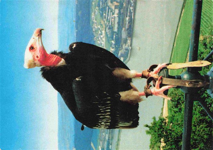 Geier Vulture Vautour Buitre Wollkopfgeier Adlerwalte Niederlande