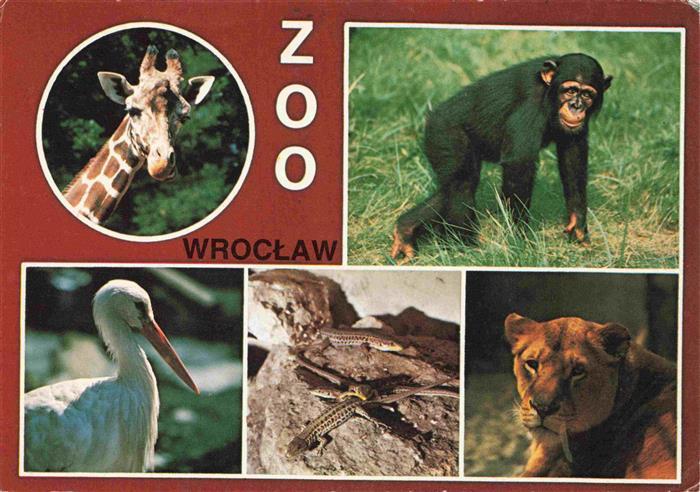 Zoo Gardin Zoologique-- Wroclaw Zyrafa Bocian Lew Loewe Affe Giraffe
