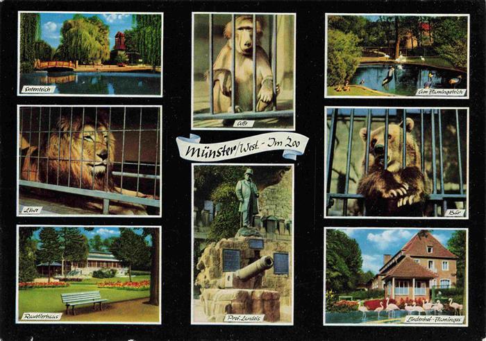 Zoo Gardin Zoologique-- Muenster Loewe Baer Affe Flamingos