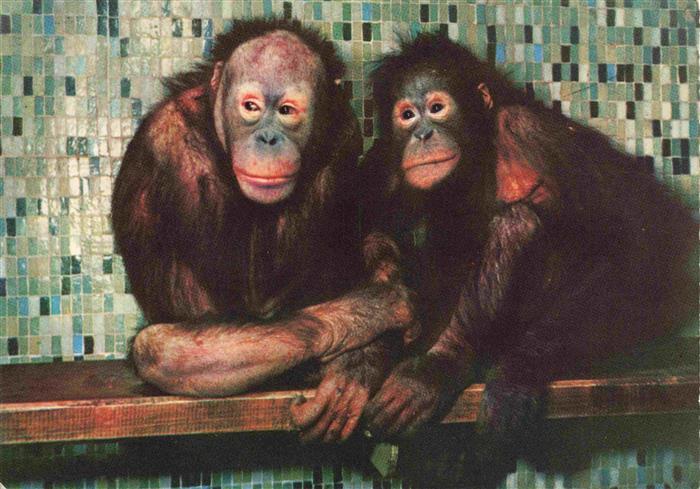 Zoo Gardin Zoologique-- Carl Hagenbeck Hamburg Orang Utan