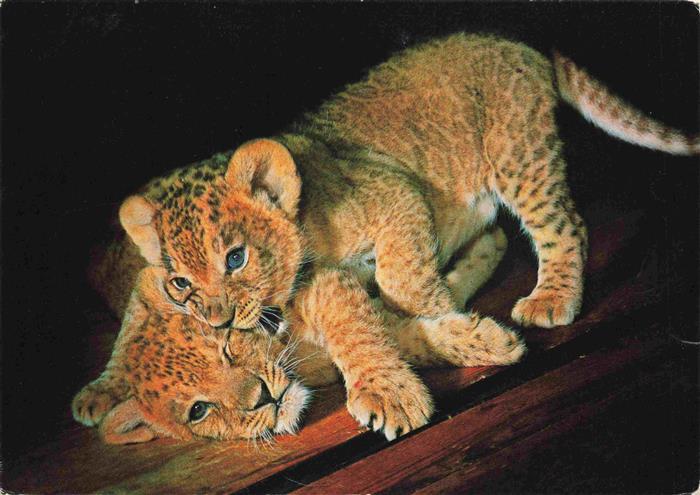 Zoo Gardin Zoologique-- Muenchen Loewen Babys