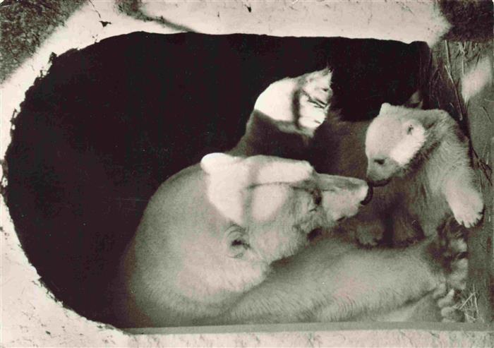 Zoo Gardin Zoologique-- Tiergrotte Aquarium Bremerhaven Susi Eisbaerbaby Ola