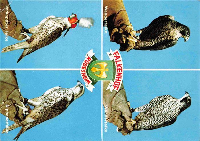 Falke Falcon Faucon Halcon-- Wanderfalke Ruedesheim Verkappter Falke Alphanetfal