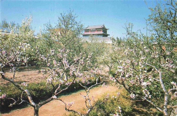 China Shanhai-Pass Baumbluete