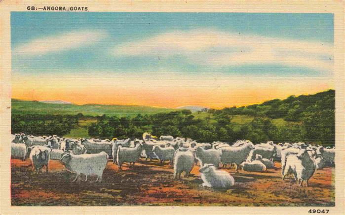 Schaeferei Sheperding Bergerie-- Angora Goats Texas USA