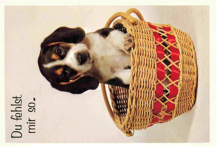 Hunde dogs chiens Beagle