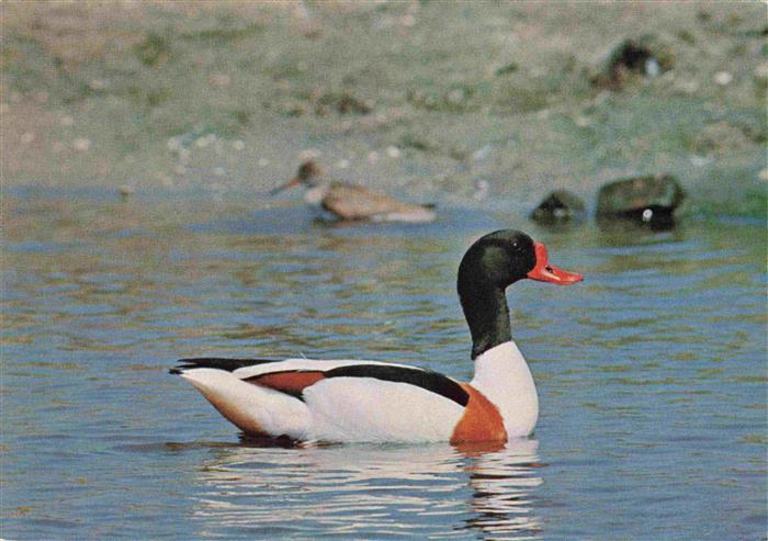 Enten Brandgans Tadorne de Belon