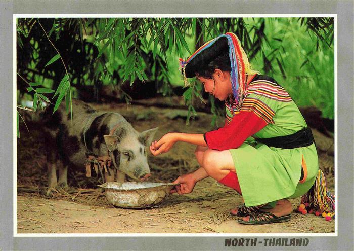 Schweine North Thailand
