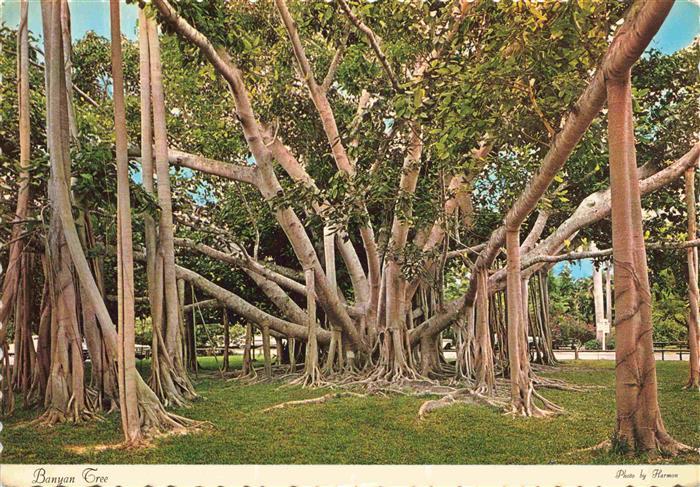Baeume Trees Arbres Arboles Banyan Florida