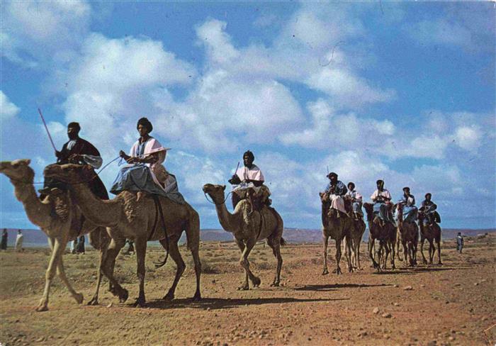 Kamele  Camel Chameau-- Maroc Marokko Grenzreiter Wueste