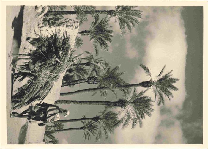 Esel Tiere Maroc Marokko Palmerale