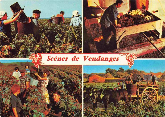 Wein Wine Vin Vino-- Scenes de Vendanges