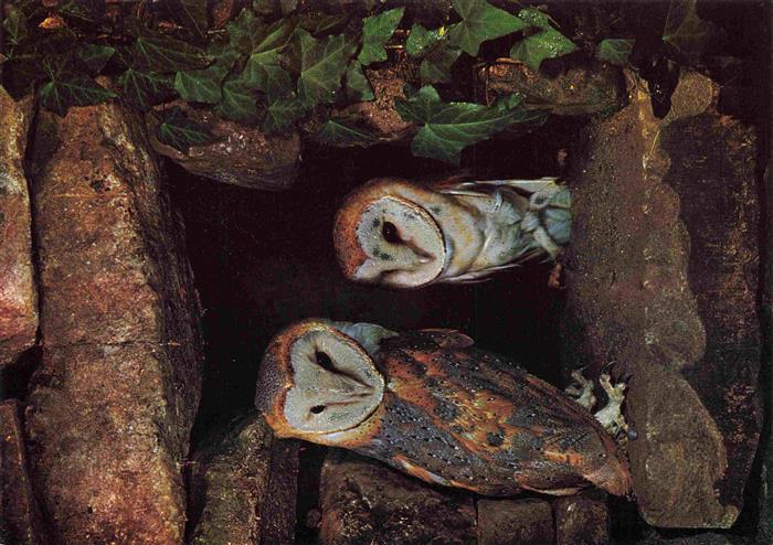 Eule Owl Hibou Chouette-- Tyto alba Schleiereulen