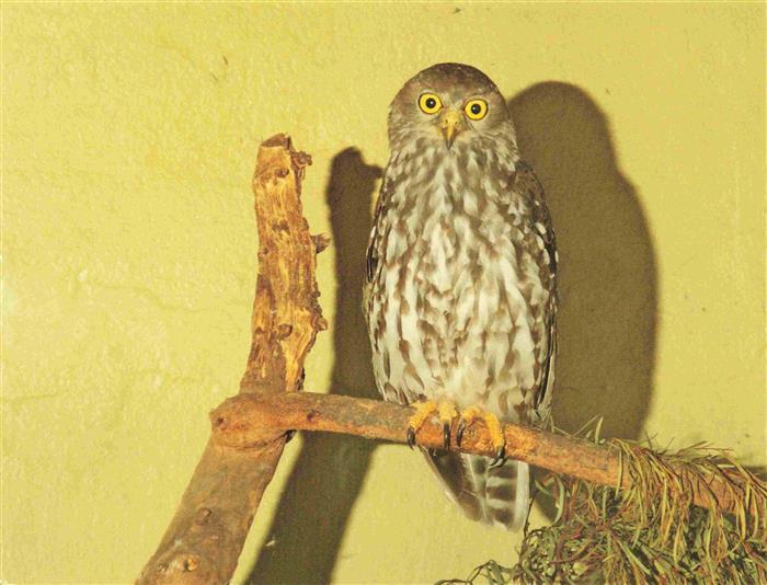 Eule Owl Hibou Chouette-- Barking Ninox connivens