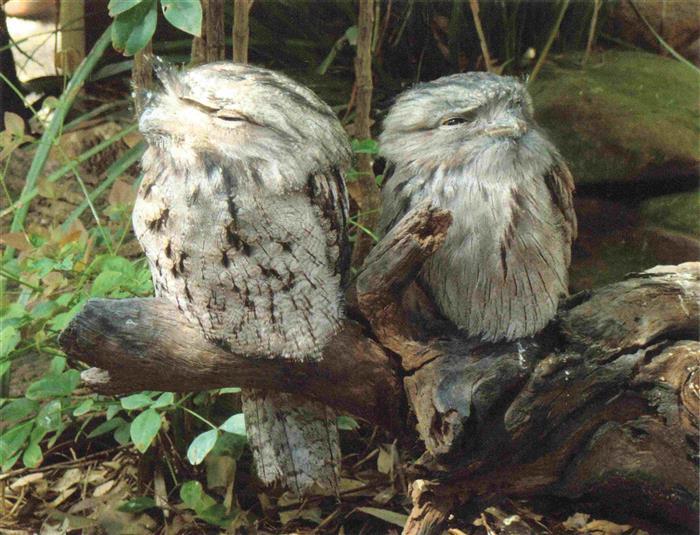 Eule Owl Hibou Chouette-- Tawny Frogmouth Australia New Gunea