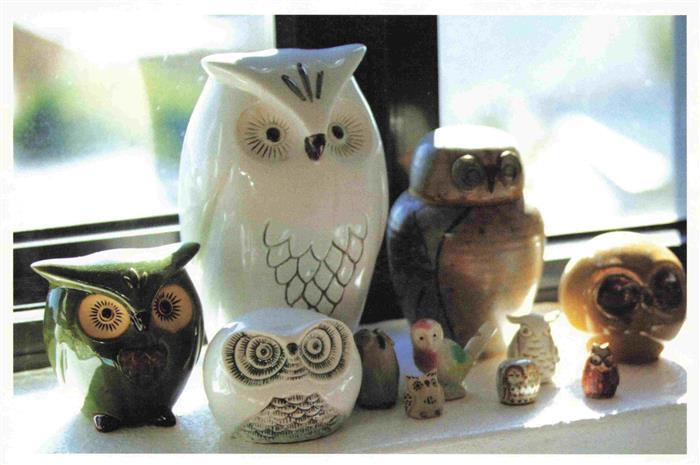 Eule Owl Hibou Chouette-- Offspring