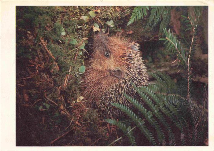 Igel Hedgehog Herisson Erizo-- Walde Riccio nel bosco