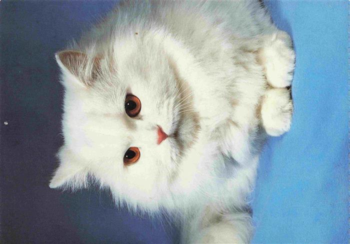 Katzen persan blanc