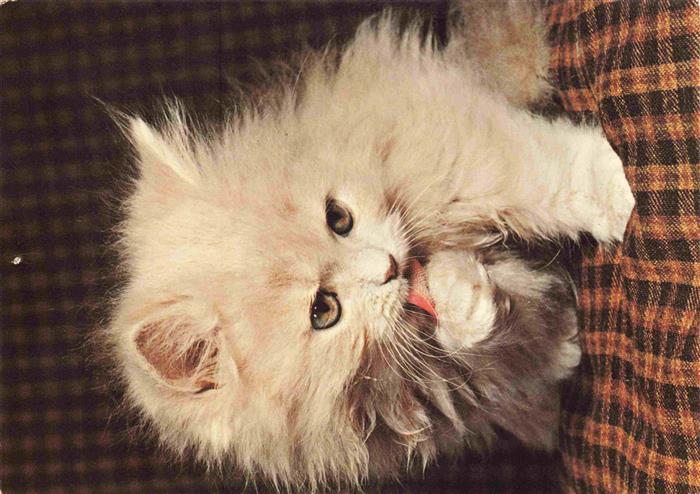 Katzen Persian Perser