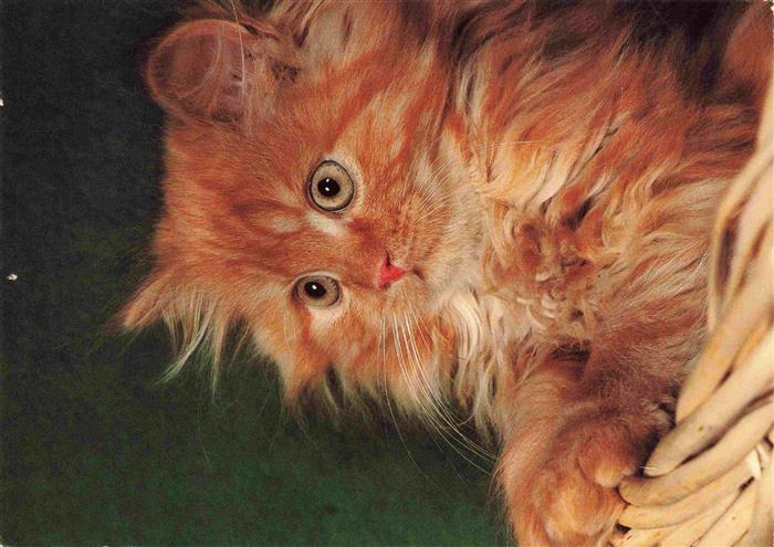 Katzen Perser rotgestromt