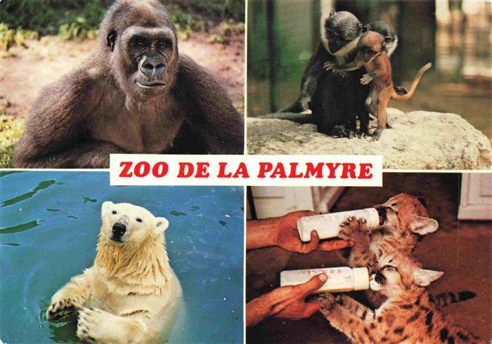 Zoo Gardin Zoologique-- la Palmyre Gorille singes ours Pumas