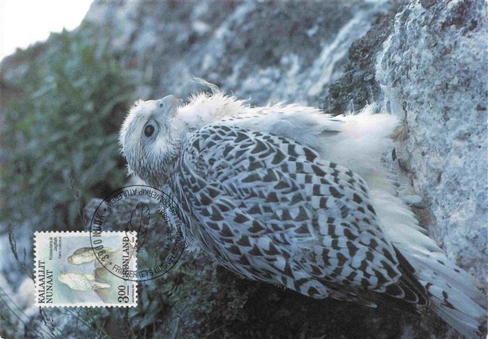 Voegel Birds Oiseaux Wilders Plads Kobenhavn